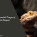 Can Bearded Dragons Eat Grapes