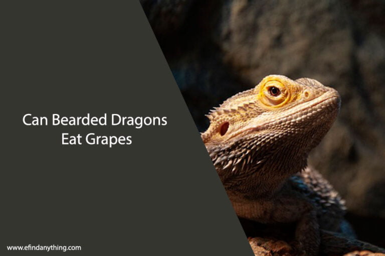 Can Bearded Dragons Eat Grapes