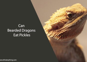 Can Bearded Dragons Eat Pickles