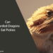 Can Bearded Dragons Eat Pickles