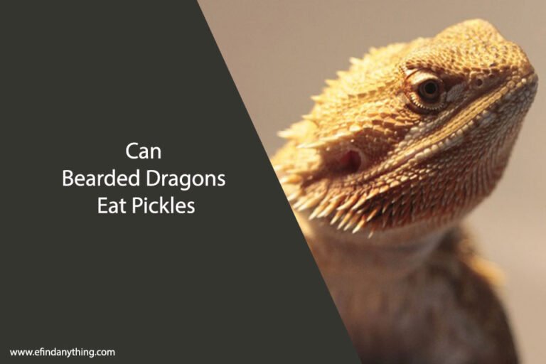 Can Bearded Dragons Eat Pickles