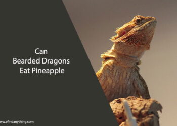 Can Bearded Dragons Eat Pineapple