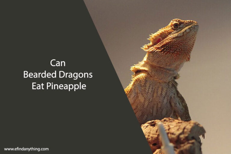 Can Bearded Dragons Eat Pineapple
