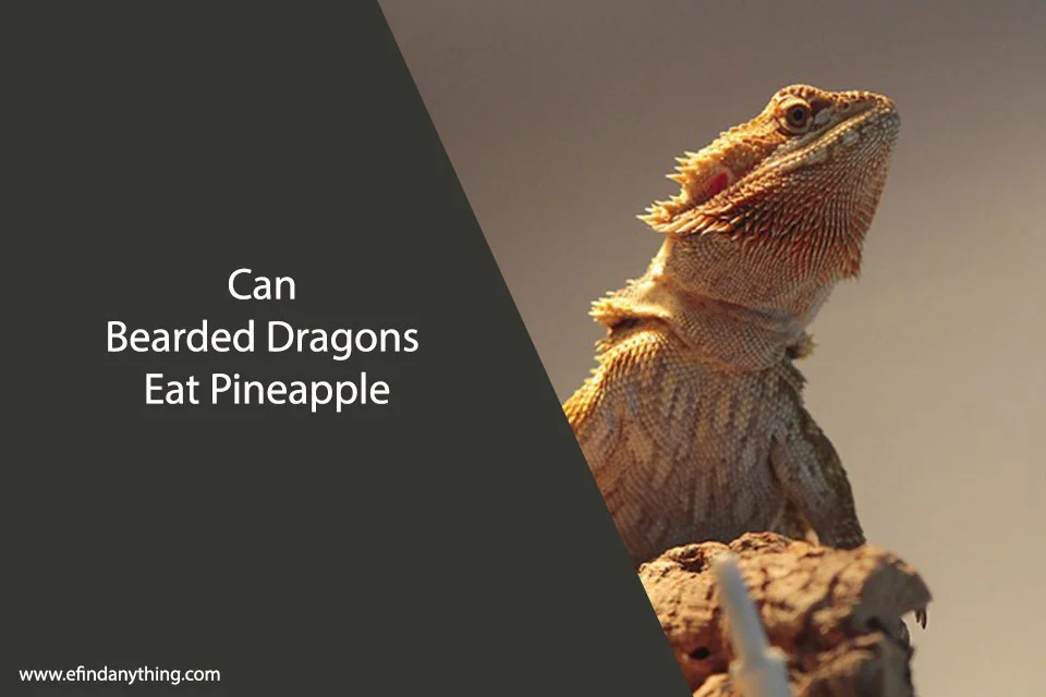 Can Bearded Dragons Eat Pineapple