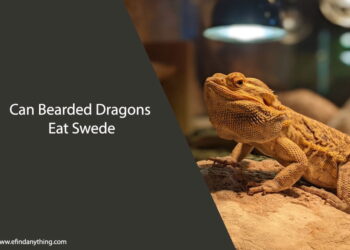 Can Bearded Dragons Eat Swede