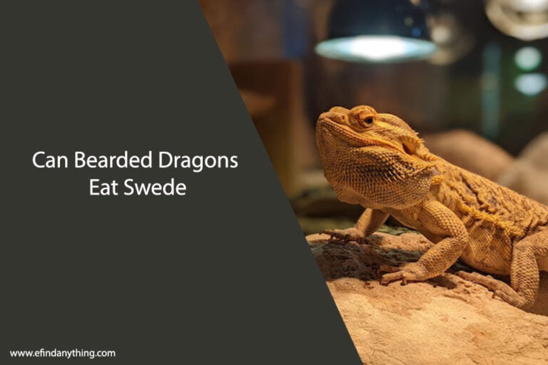 Can Bearded Dragons Eat Swede