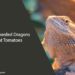 Can Bearded Dragons Eat Tomatoes