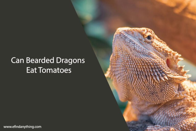 Can Bearded Dragons Eat Tomatoes
