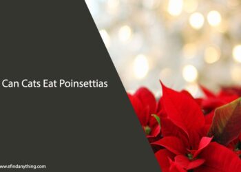 Can Cats Eat Poinsettias