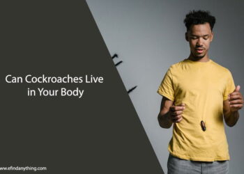 Can Cockroaches Live in Your Body