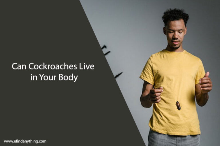 Can Cockroaches Live in Your Body