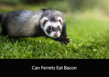 Can Ferrets Eat Bacon