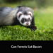Can Ferrets Eat Bacon