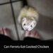 Can Ferrets Eat Cooked Chicken