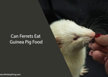 Can Ferrets Eat Guinea Pig Food