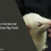 Can Ferrets Eat Guinea Pig Food