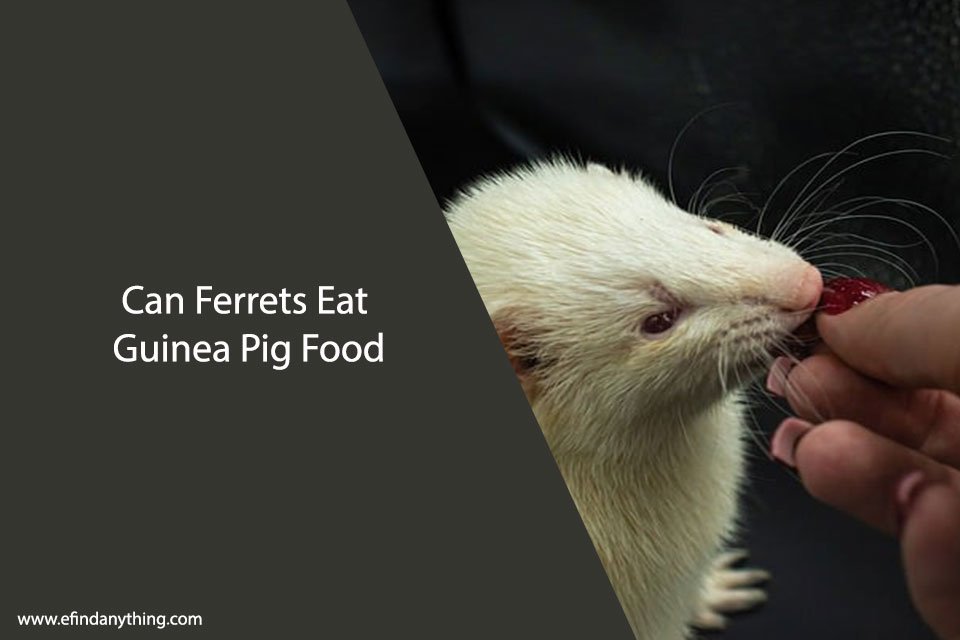 Can Ferrets Eat Guinea Pig Food