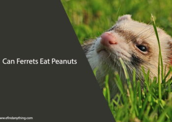 Can Ferrets Eat Peanuts