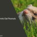 Can Ferrets Eat Peanuts