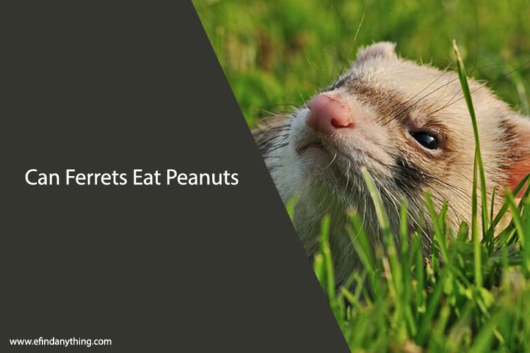 Can Ferrets Eat Peanuts