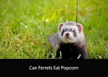 Can Ferrets Eat Popcorn