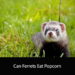 Can Ferrets Eat Popcorn