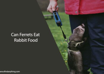 Can Ferrets Eat Rabbit Food