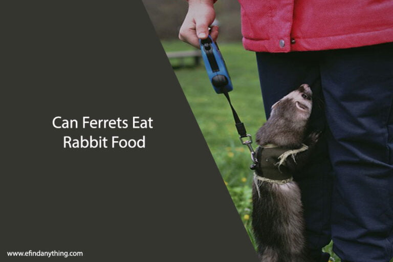 Can Ferrets Eat Rabbit Food