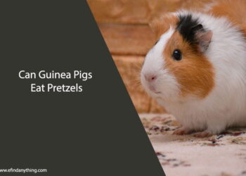 Can Guinea Pigs Eat Pretzels