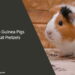 Can Guinea Pigs Eat Pretzels
