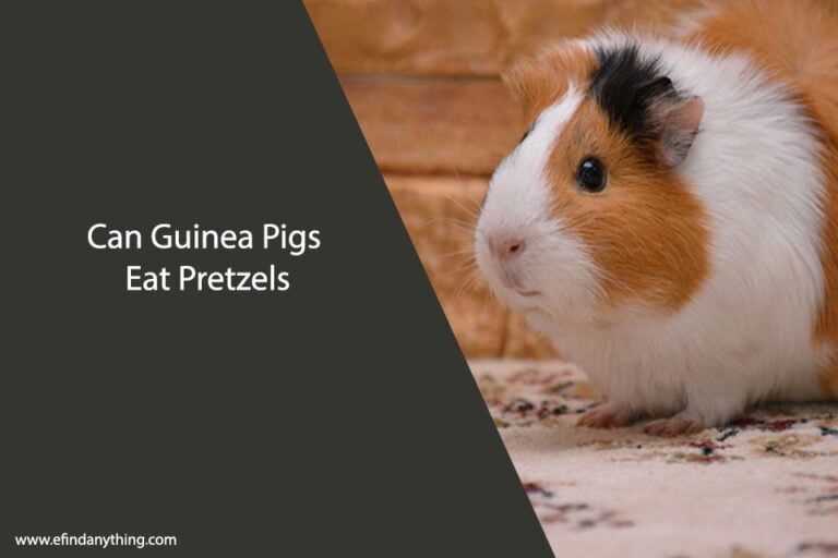 Can Guinea Pigs Eat Pretzels