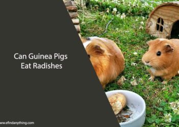 Can Guinea Pigs Eat Radishes