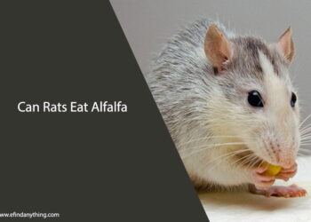 Can Rats Eat Alfalfa