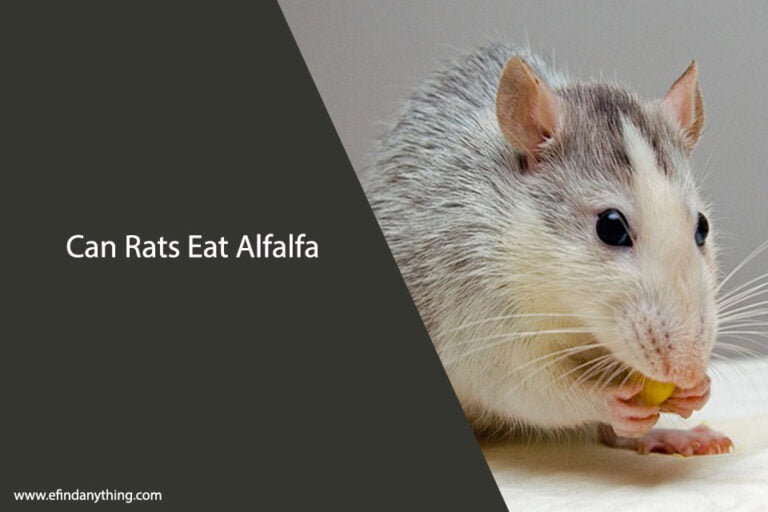 Can Rats Eat Alfalfa