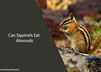 Can Squirrels Eat Almonds