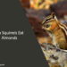 Can Squirrels Eat Almonds