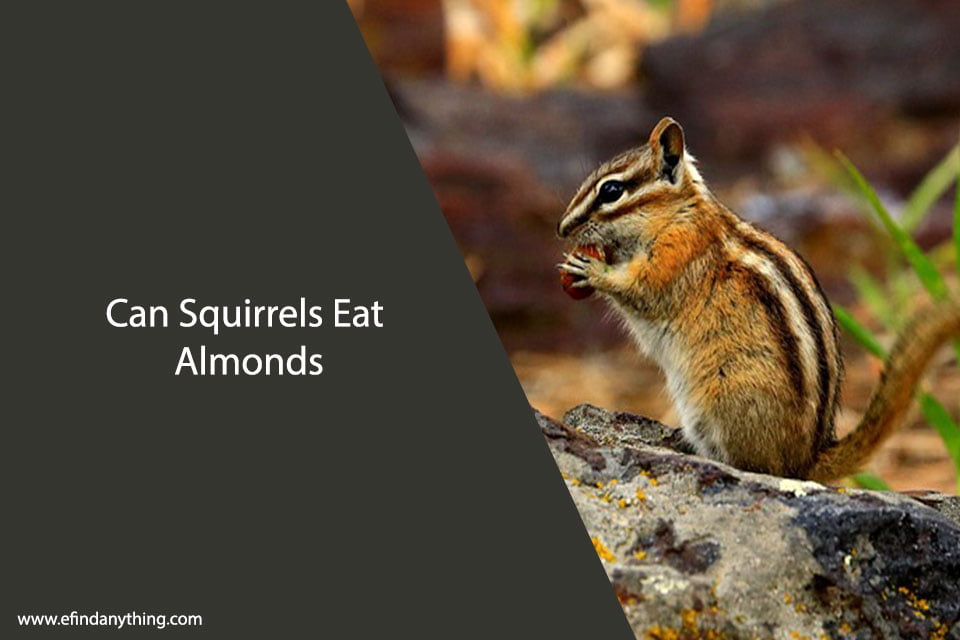 Can Squirrels Eat Almonds