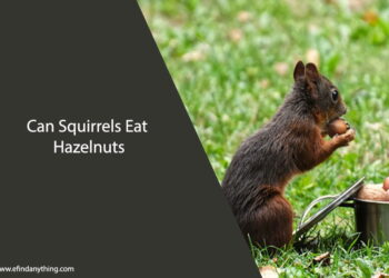 Can Squirrels Eat Hazelnuts