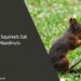 Can Squirrels Eat Hazelnuts