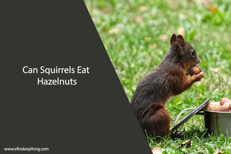 Can Squirrels Eat Hazelnuts