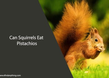 Can Squirrels Eat Pistachios