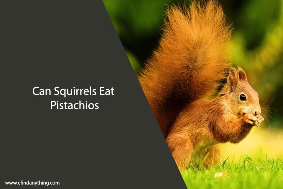 Can Squirrels Eat Pistachios