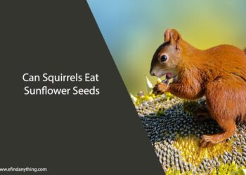 Can Squirrels Eat Sunflower Seeds
