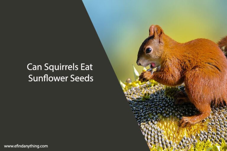 Can Squirrels Eat Sunflower Seeds