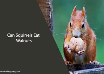 Can Squirrels Eat Walnuts