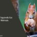 Can Squirrels Eat Walnuts