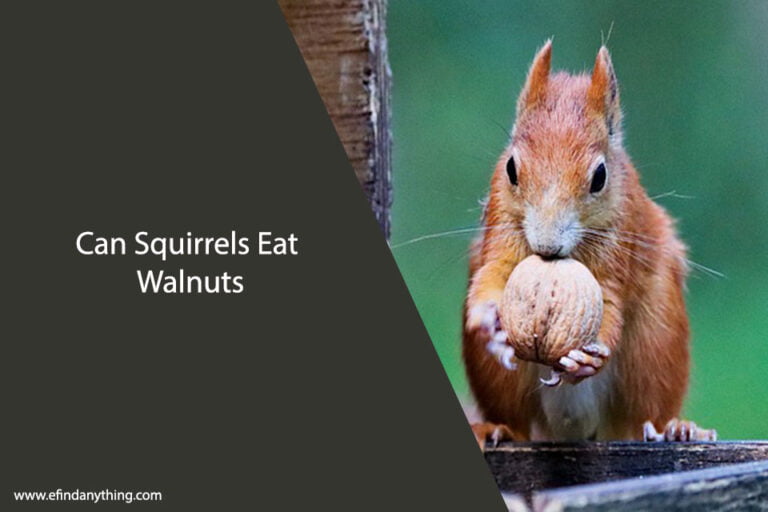 Can Squirrels Eat Walnuts
