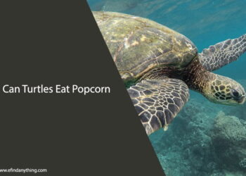 Can Turtles Eat Popcorn
