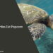 Can Turtles Eat Popcorn