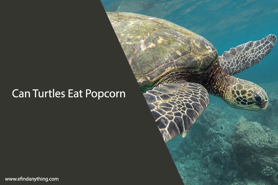 Can Turtles Eat Popcorn